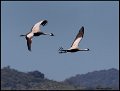 _9SB2062 common cranes